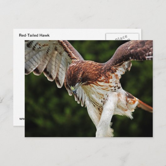 Carte postale Hawk à queue rouge (Devant / Derrière)