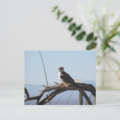 Carte postale Hawk des Prairies (Debout devant)