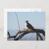 Carte postale Hawk des Prairies (Devant / Derrière)