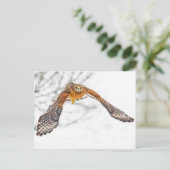 Carte Postale Hawk en vol (Debout devant)