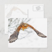 Carte Postale Hawk en vol (Devant / Derrière)