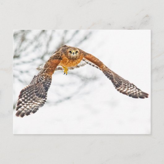 Carte Postale Hawk en vol (Devant)