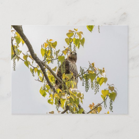 Carte Postale Hawk Et Coeurs (Devant)