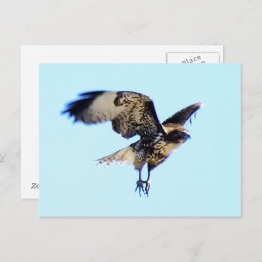 Carte Postale Hawk rouge à Flight Custom (Devant / Derrière)