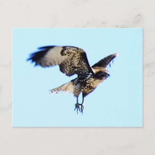 Carte Postale Hawk rouge à Flight Custom (Devant)