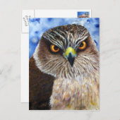 Carte Postale Hawkeyes (Devant / Derrière)