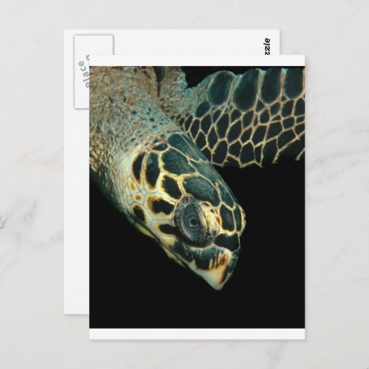 Carte Postale Hawksbill Angel (Devant / Derrière)