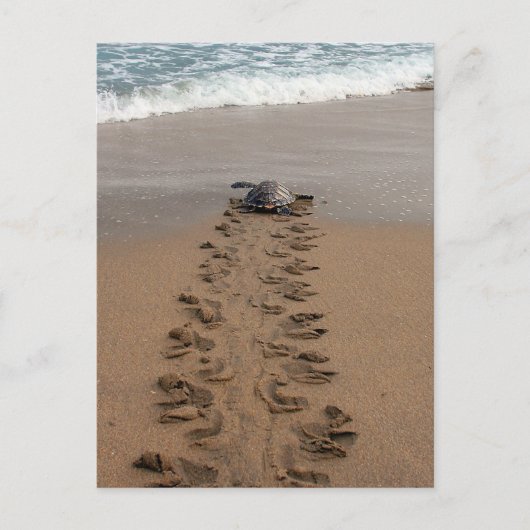 Carte postale Hawksbill Turtle Trek (Devant)