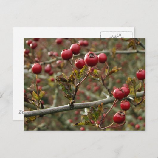 Carte postale Hawthorn Berries (Devant / Derrière)