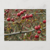 Carte postale Hawthorn Berries (Devant)