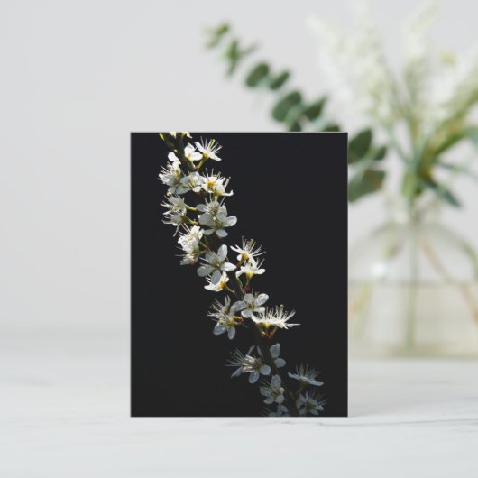 Carte Postale Hawthorn Flowers pccna (Debout devant)