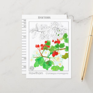 Carte Postale Hawthorn Materia Medica Monograph Herbal Study