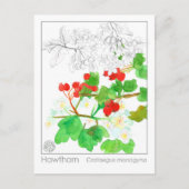 Carte Postale Hawthorn Materia Medica Monograph Herbal Study (Devant)