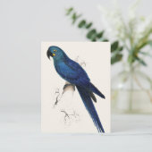 Carte Postale Hayacinthe Maccaw (Debout devant)