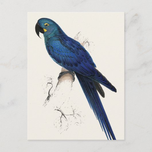 Carte Postale Hayacinthe Maccaw (Devant)