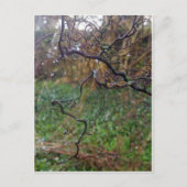 Carte Postale Hazel tordu (Devant)