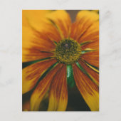 Carte Postale Hazy Daisy (Devant)