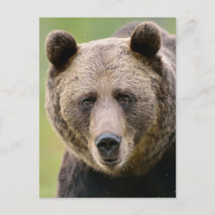 Carte Postale Hé, T'Ours