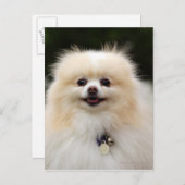 Carte Postale Headshot 1 de Pomeranian (Devant / Derrière)