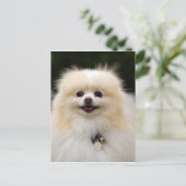 Carte Postale Headshot 1 de Pomeranian (Debout devant)