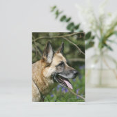 Carte Postale Headshot 3 du berger allemand (Debout devant)