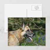 Carte Postale Headshot 3 du berger allemand (Devant / Derrière)