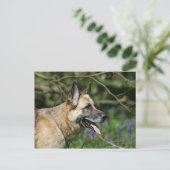 Carte Postale Headshot 3 du berger allemand (Debout devant)