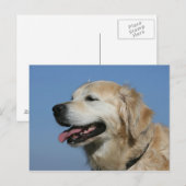 Carte Postale Headshot 4 de golden retriever (Devant / Derrière)