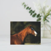 Carte Postale Headshot de cheval de pur sang (Debout devant)
