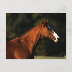 Carte Postale Headshot de cheval de pur sang