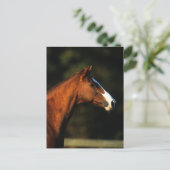 Carte Postale Headshot de cheval de pur sang (Debout devant)