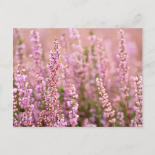 Carte Postale Heather à Horsham, Sussex, Angleterre