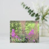 Carte postale Heather Irlande (Debout devant)