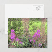 Carte postale Heather Irlande (Devant / Derrière)
