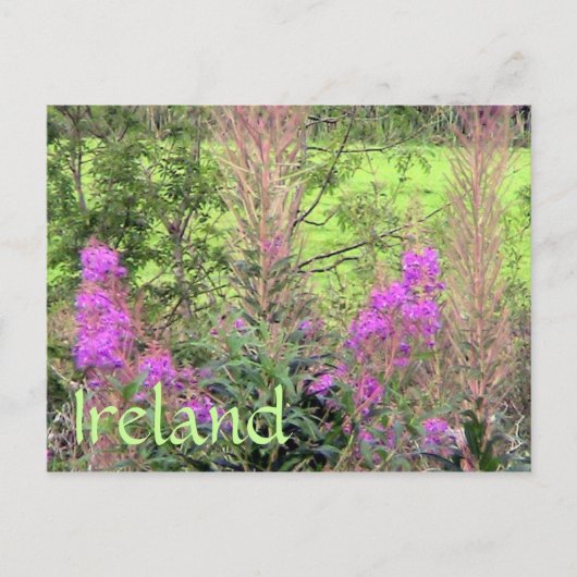 Carte postale Heather Irlande (Devant)