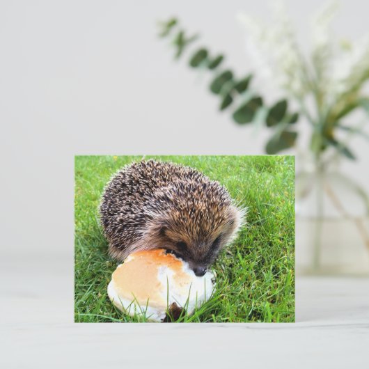 CARTE POSTALE HÉDGEHOG (Debout devant)