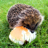 CARTE POSTALE HÉDGEHOG