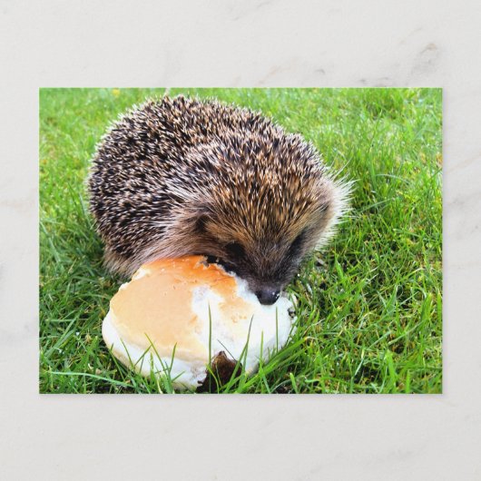 CARTE POSTALE HÉDGEHOG (Devant)