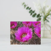 Carte Postale Hedgehog Cactus (Debout devant)