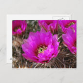 Carte Postale Hedgehog Cactus (Devant / Derrière)