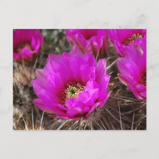Carte Postale Hedgehog Cactus (Devant)