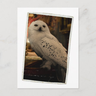 Carte Postale Hedwig 3