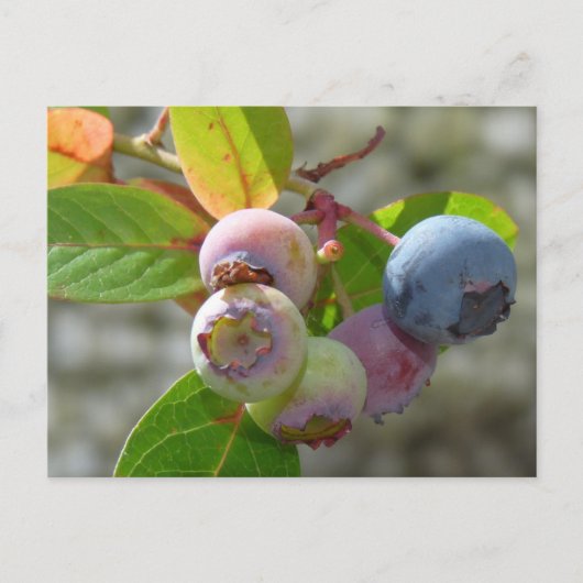 Carte Postale Heidelbeere Postkarte (Devant)