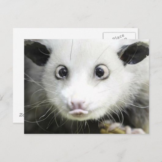 Carte Postale Heidi l'opossum aux yeux louches (Devant / Derrière)