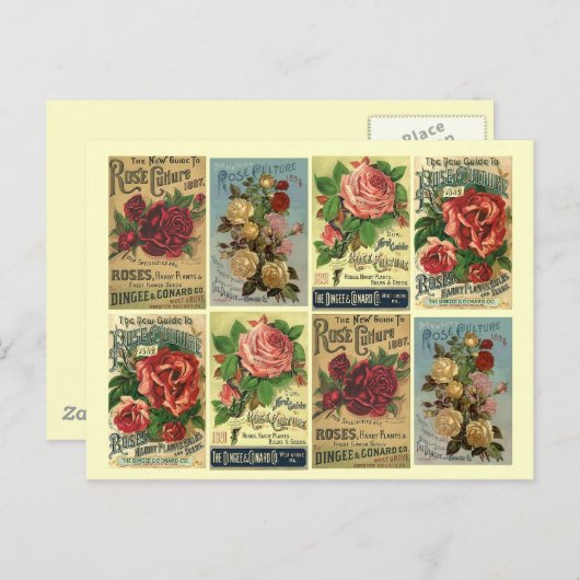 Carte postale Heirloom Rose Vintage Rose (Devant / Derrière)