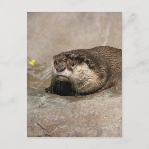 Carte Postale Helaine's Otter