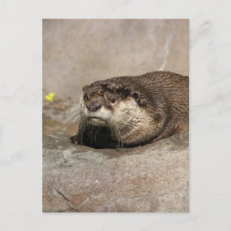 Carte Postale Helaine's Otter
