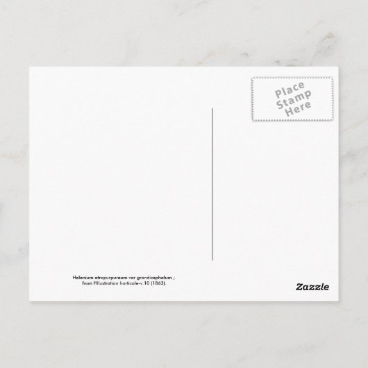 Carte Postale Hélénium (Dos)