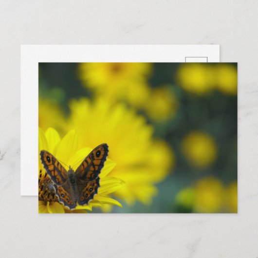 Carte Postale Hélénium de marguerite jaune (Devant / Derrière)