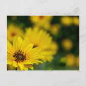 Carte Postale Hélénium de marguerite jaune (Devant)